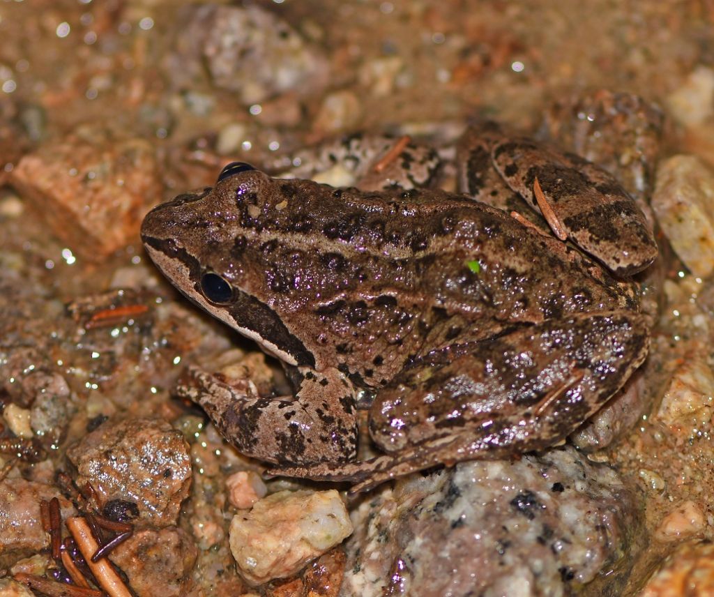 Rana camerani? Rana macrocnemis